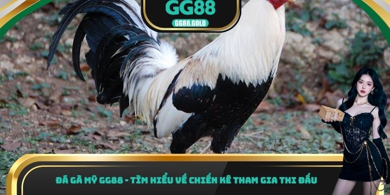 Đá gà Mỹ GG88